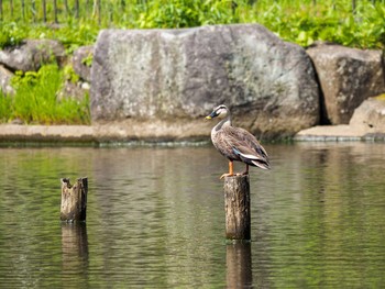 Eastern Spot-billed Duck Kodomo Shizen Park Mon, 5/11/2020