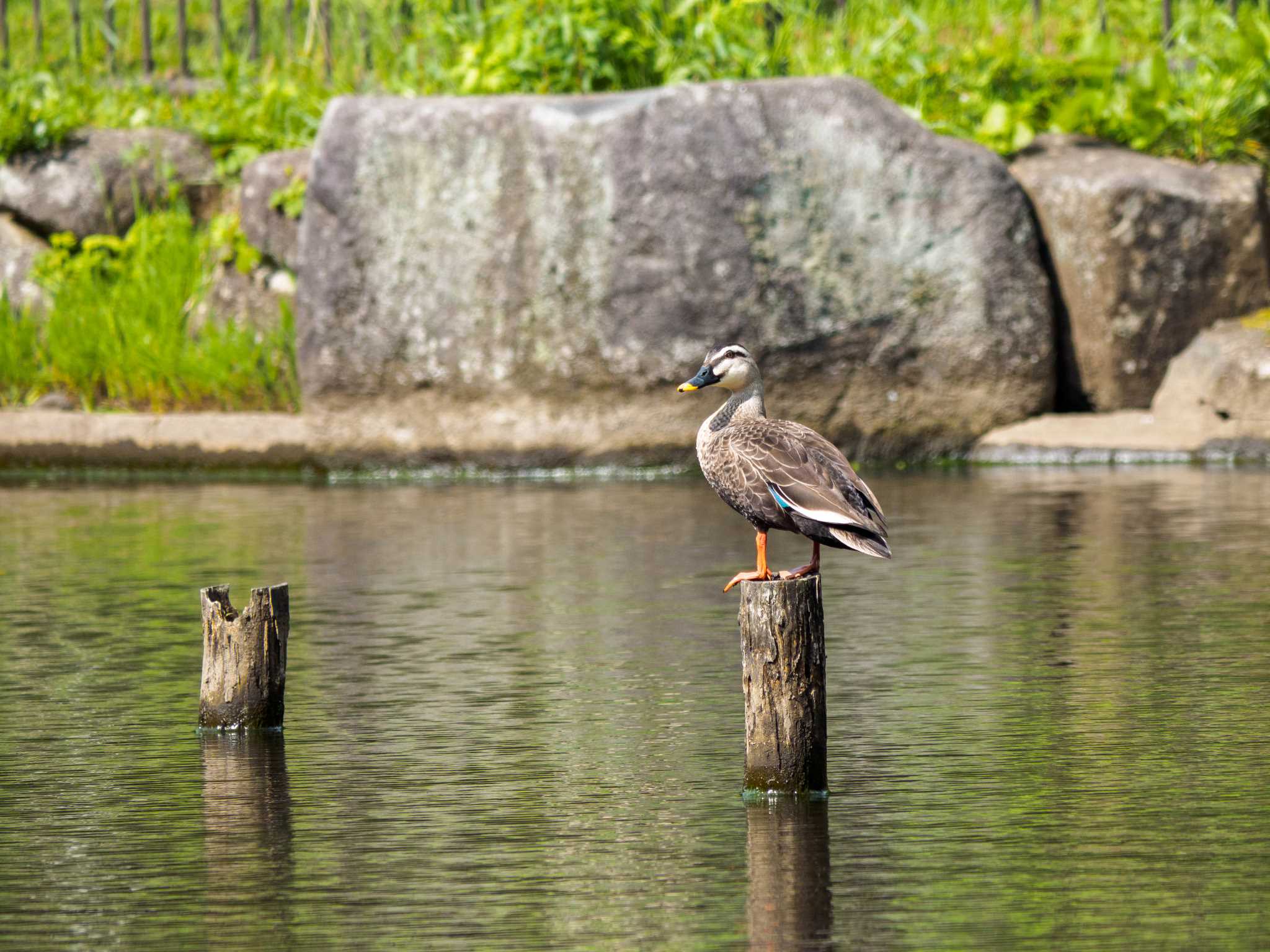 こども自然公園 (大池公園/横浜市) カルガモの写真