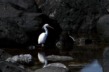 Chinese Egret Unknown Spots Thu, 6/3/2010