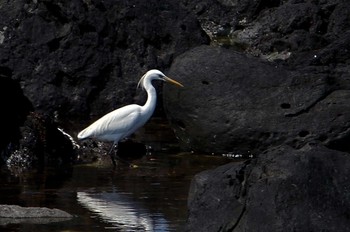 Chinese Egret Unknown Spots Thu, 6/3/2010