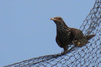 Asian Koel パタヤ Mon, 5/11/2020