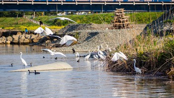 Great Egret 酒匂川 Sun, 4/5/2020