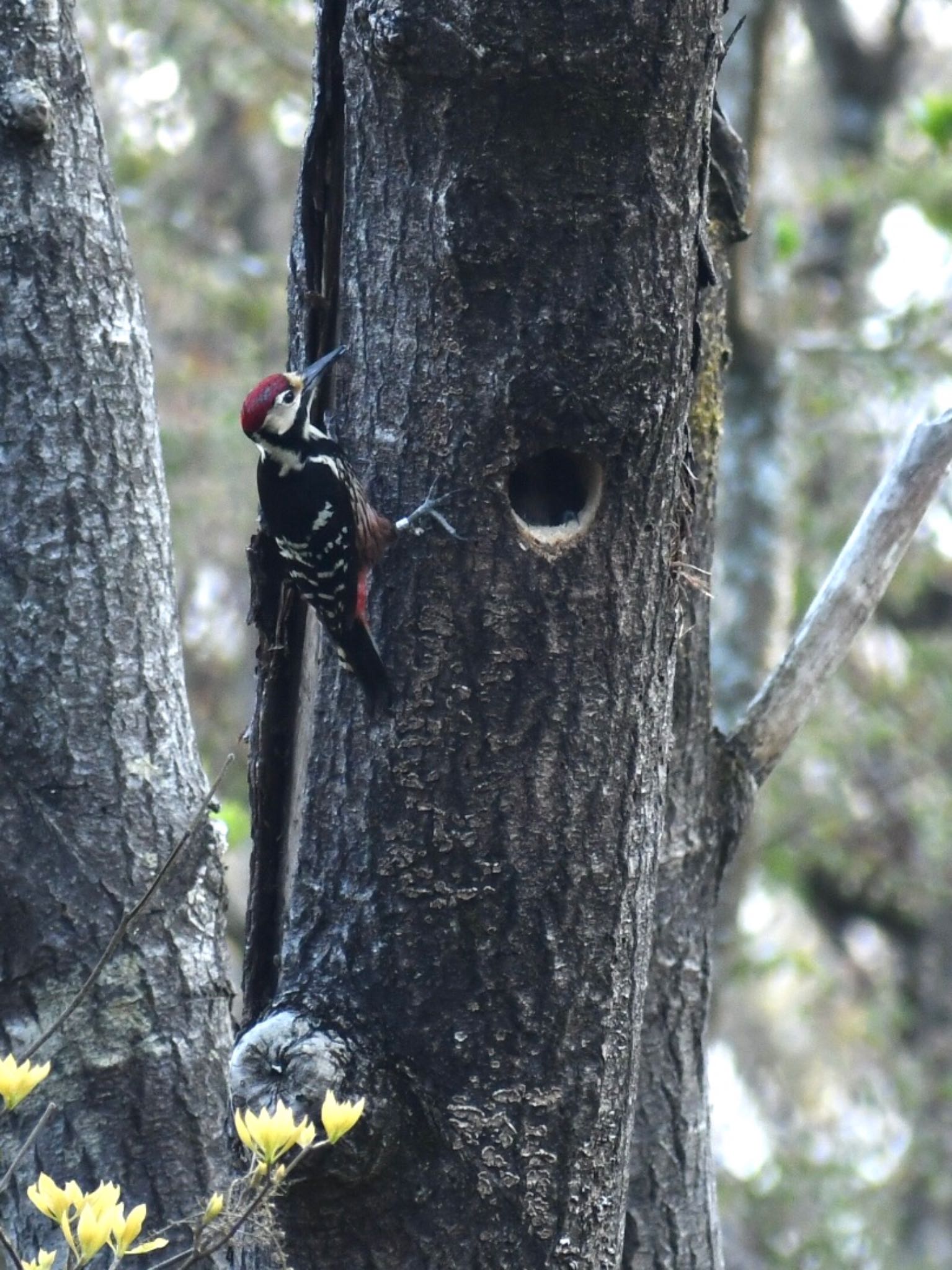  オオアカゲラの写真