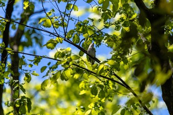 コサメビタキ 石川県白山市若宮公園 2020年5月8日(金)