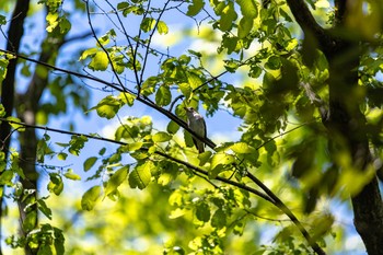 コサメビタキ 石川県白山市若宮公園 2020年5月8日(金)