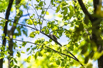 Asian Brown Flycatcher 石川県白山市若宮公園 Fri, 5/8/2020