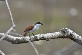 Shining Flycatcher Iron Range National Park Thu, 10/17/2019