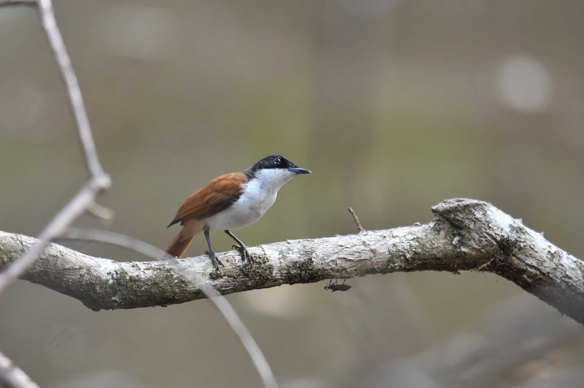 Shining Flycatcher