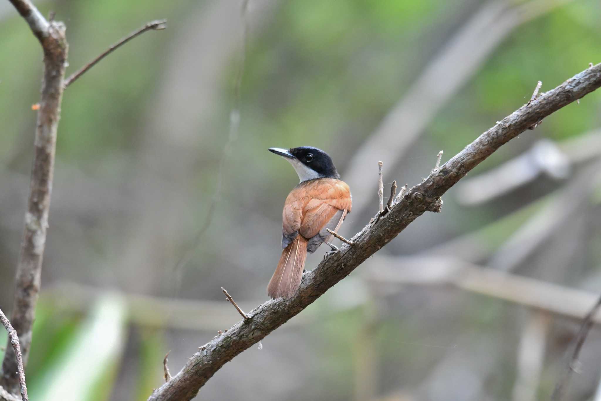 Photo of Shining Flycatcher at Iron Range National Park by あひる