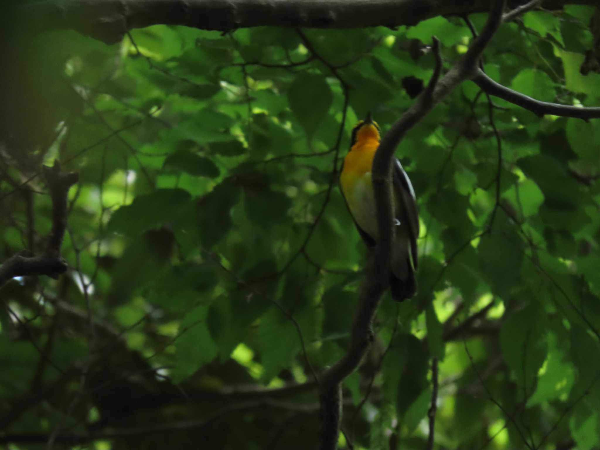 小山田緑地公園 キビタキの写真 by hiroto