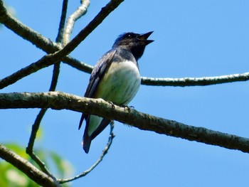 2020年5月11日(月) 六甲山の野鳥観察記録