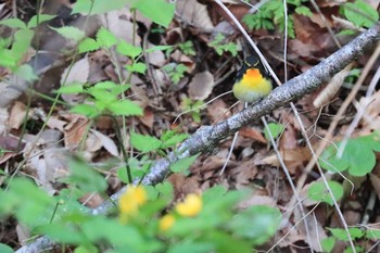 キビタキ 北海道 函館市 見晴公園 2020年5月11日(月)