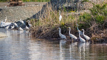 Great Egret 酒匂川 Sun, 4/5/2020