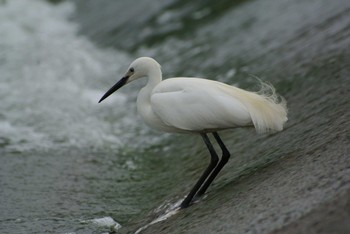 Little Egret 武庫川 Mon, 5/11/2020