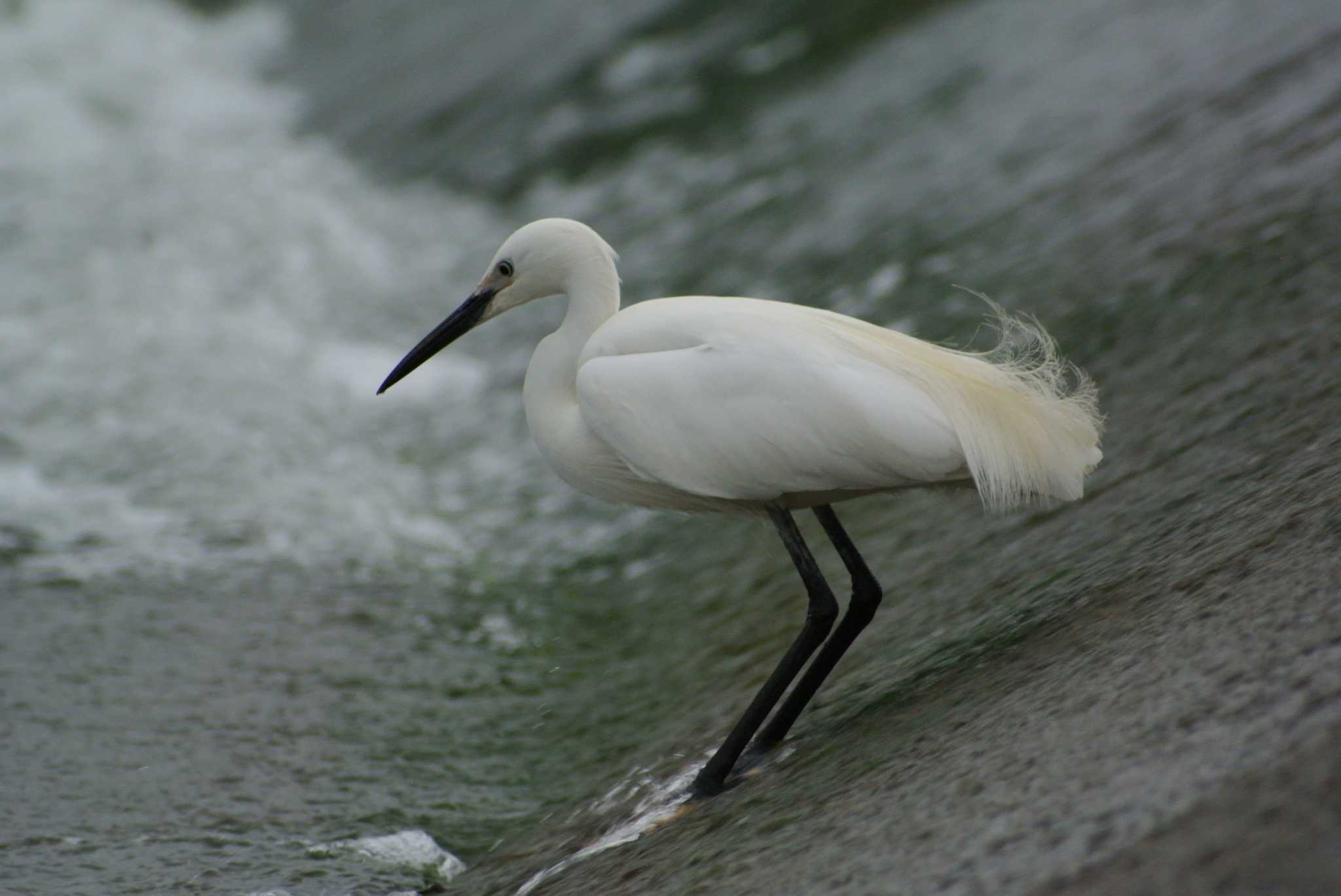 Photo of Little Egret at 武庫川 by Daguchan