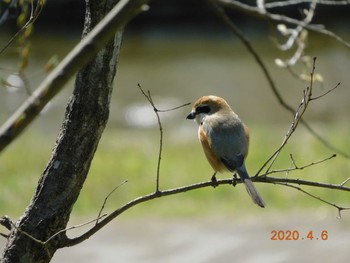 Bull-headed Shrike 春日部市 Mon, 4/6/2020