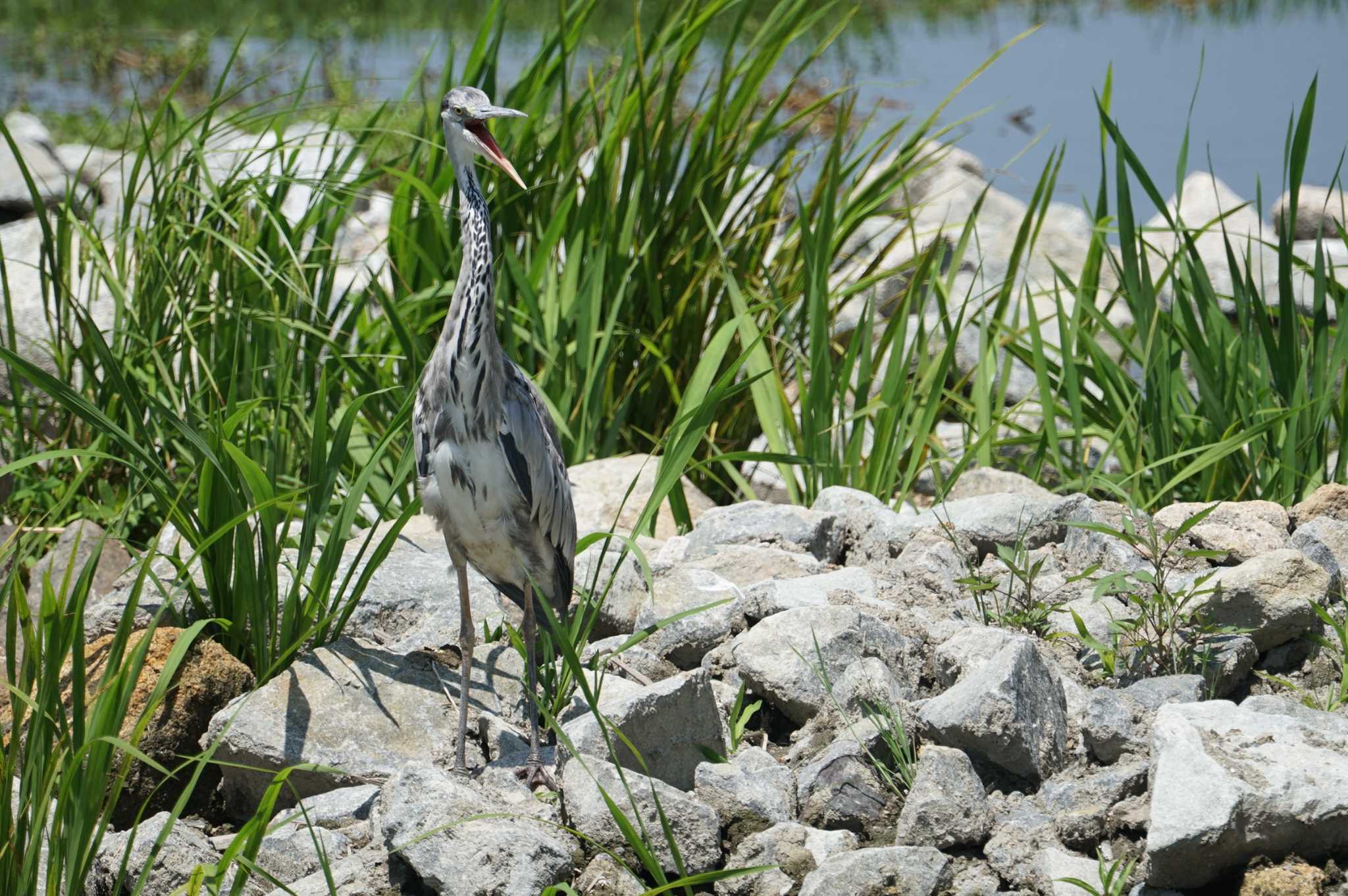 昆陽池公園 アオサギの写真