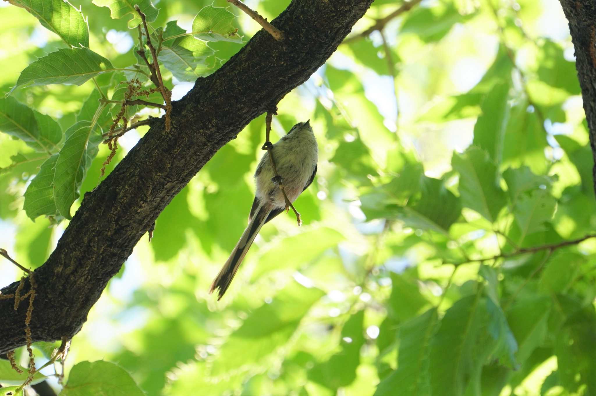 昆陽池公園 エナガの写真