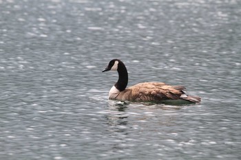 Canada Goose Unknown Spots Sat, 7/31/2010