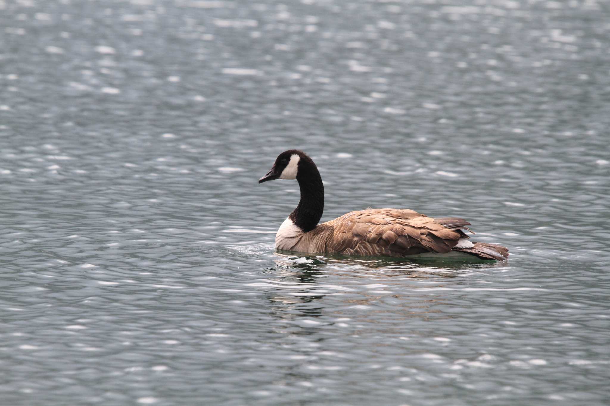 Photo of Canada Goose at  by アカウント227