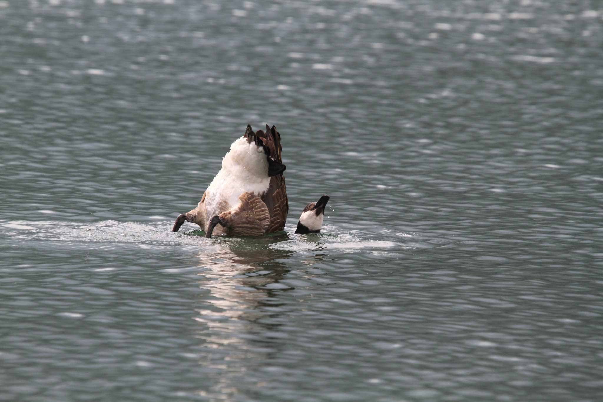 Photo of Canada Goose at  by アカウント227