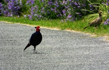 Unknown Species 大坂淀川左岸 Tue, 5/12/2020