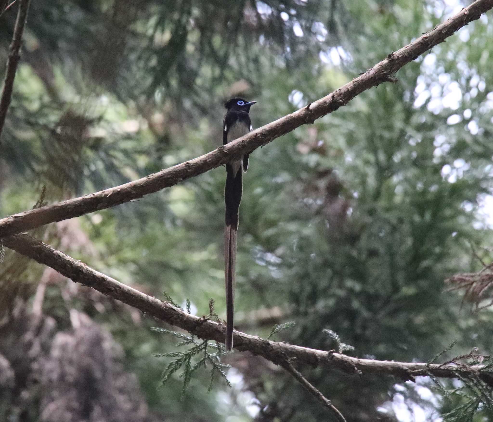 サンコウチョウ by Hokkaido.univ