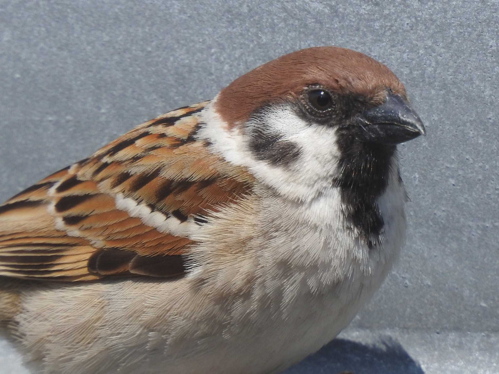 自宅窓からお家鳥見