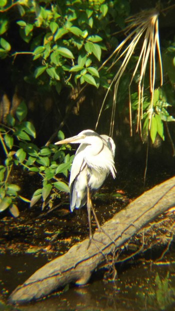 アオサギ 砧公園 2020年5月12日(火)