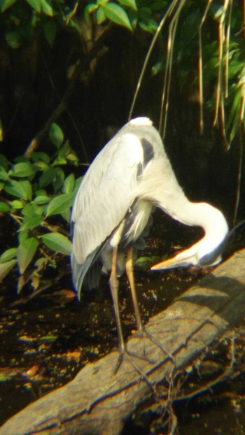 アオサギ 砧公園 2020年5月12日(火)