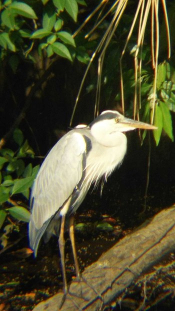 アオサギ 砧公園 2020年5月12日(火)