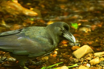 ハシブトガラス 砧公園 2020年4月26日(日)