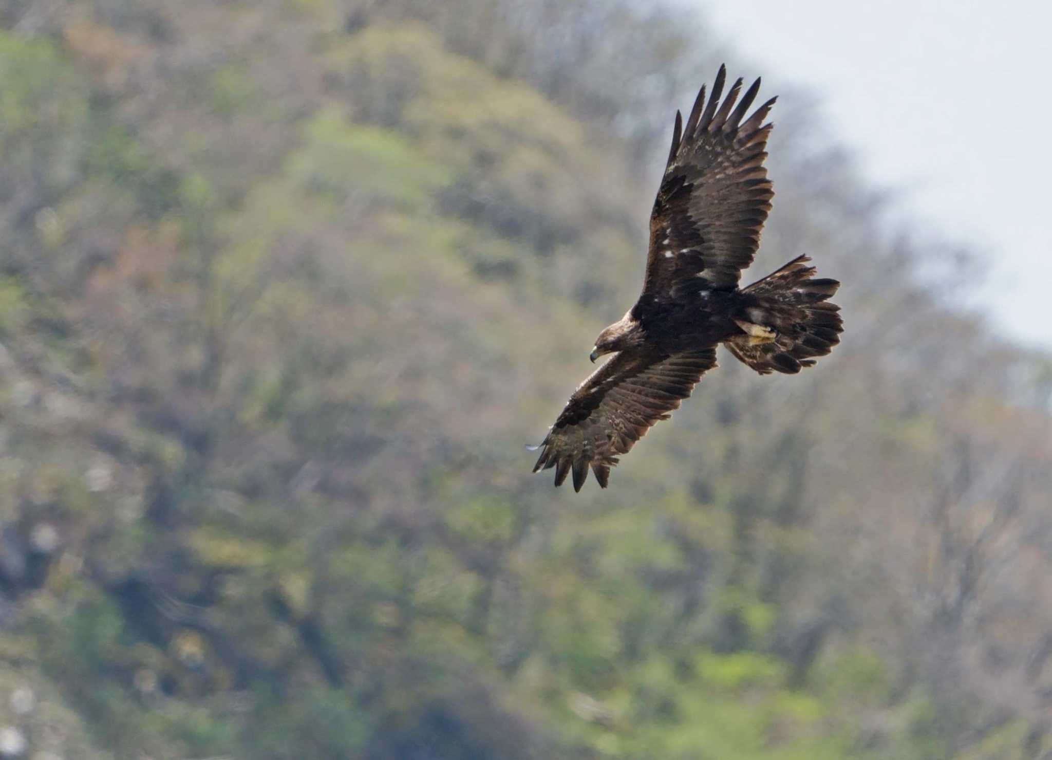 Photo of Golden Eagle at  by 倶利伽羅