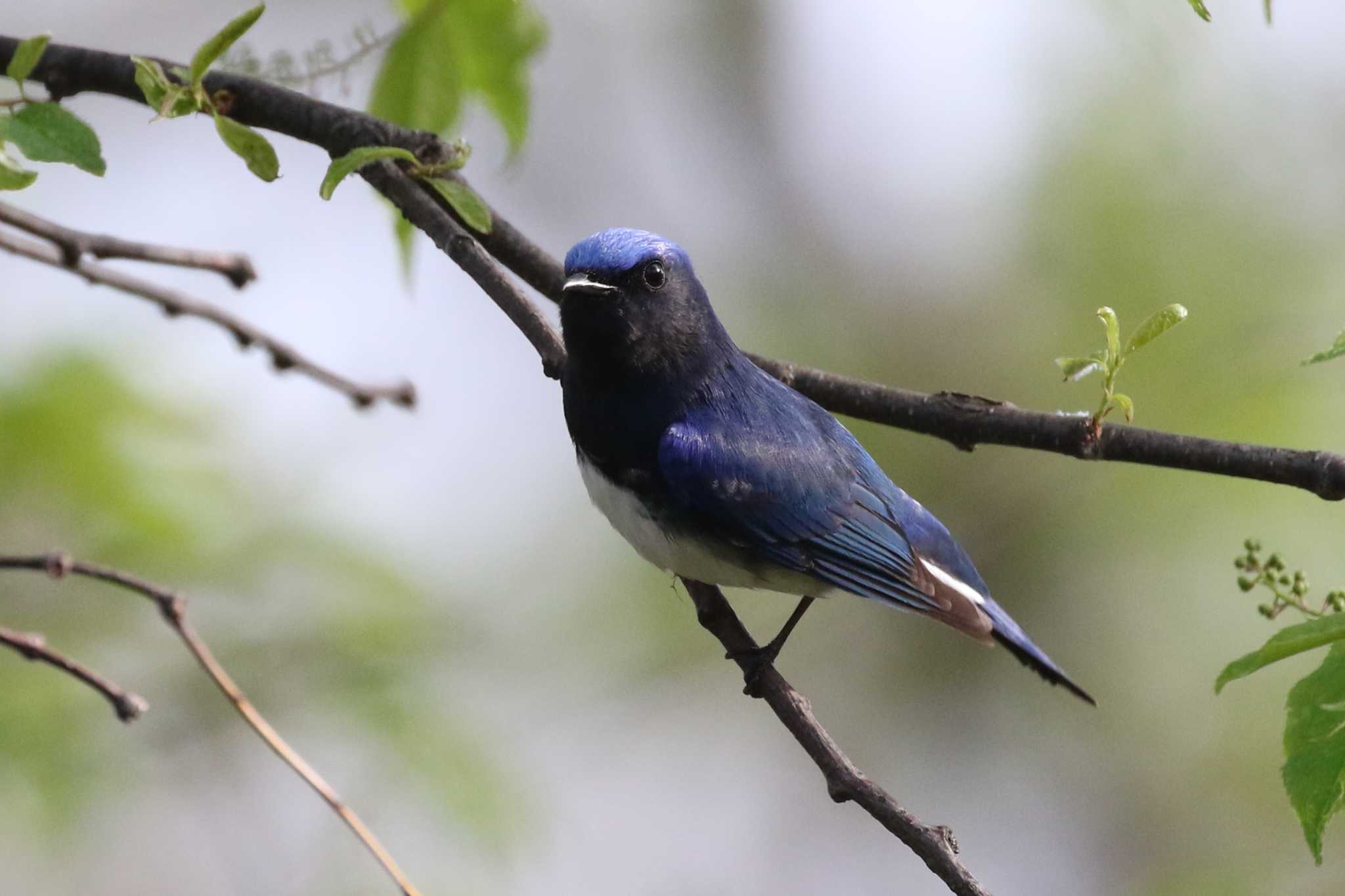 Blue-and-white Flycatcher