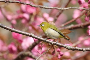 Tue, 5/12/2020 Birding report at 北海道 函館市 東山