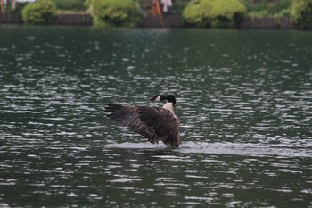 Canada Goose Unknown Spots Sat, 7/31/2010