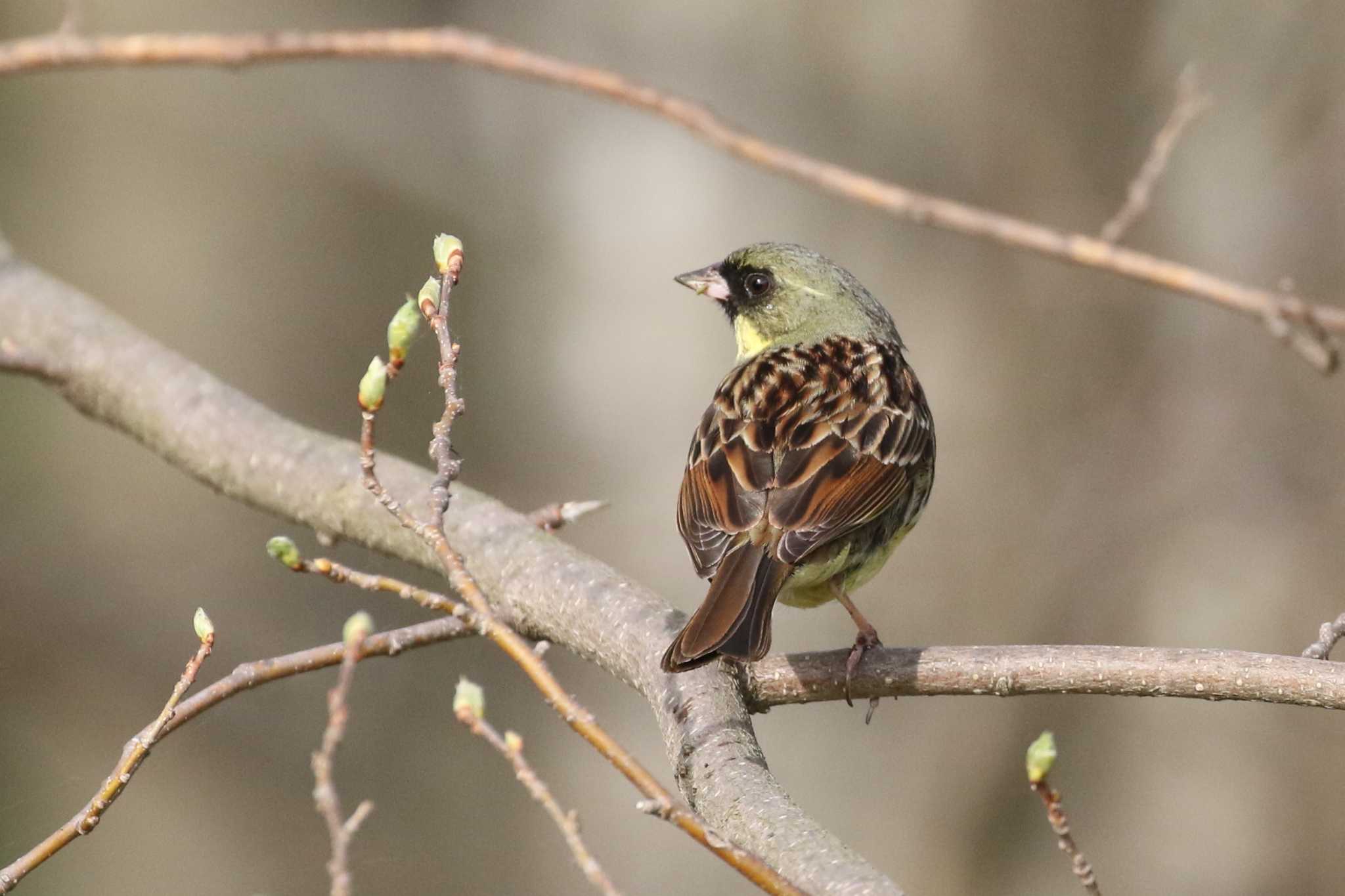 Masked Bunting