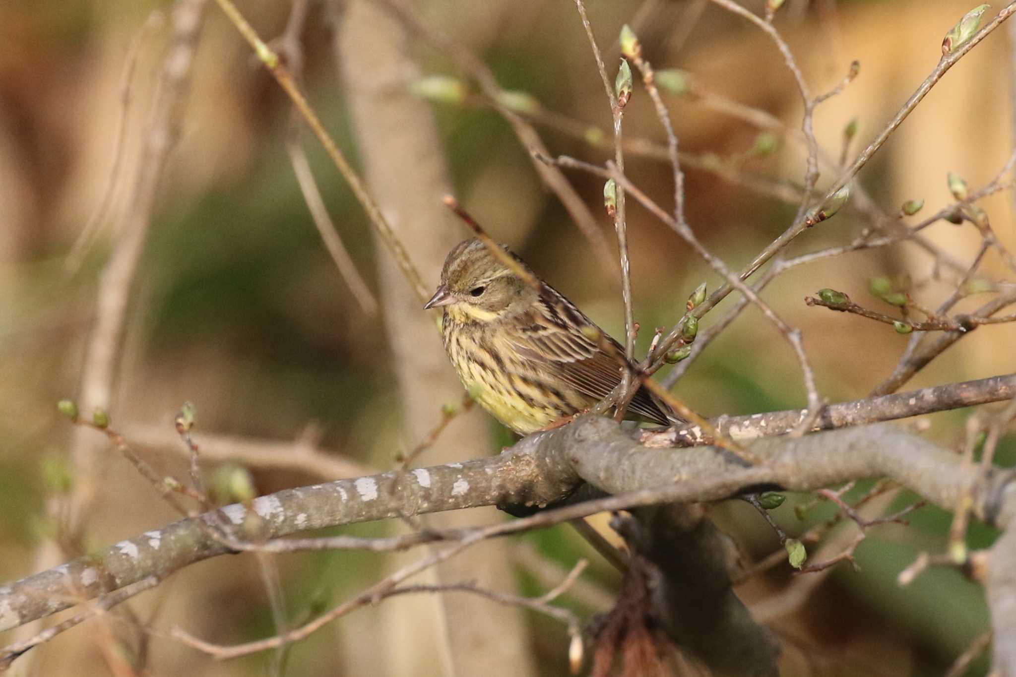 Masked Bunting