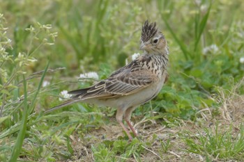 Eurasian Skylark 三木総合防災公園 Wed, 5/6/2020