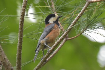 Varied Tit 三木総合防災公園 Wed, 5/6/2020