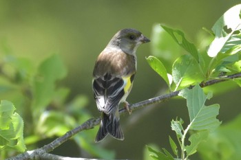 Grey-capped Greenfinch 三木総合防災公園 Tue, 5/5/2020