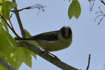 Long-tailed Tit 三木総合防災公園 Tue, 5/5/2020