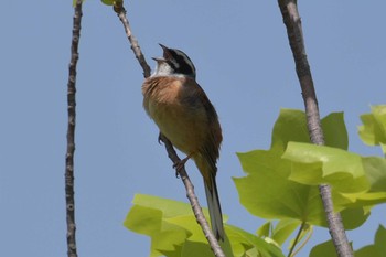 Meadow Bunting 三木総合防災公園 Tue, 5/5/2020