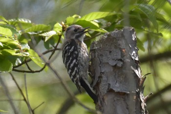 Japanese Pygmy Woodpecker 三木総合防災公園 Tue, 5/5/2020