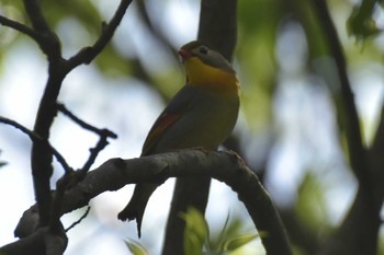 Red-billed Leiothrix 三木総合防災公園 Tue, 5/5/2020