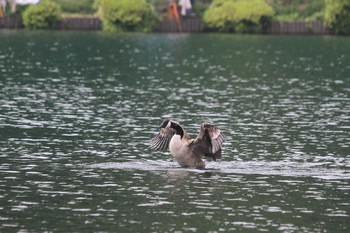 Canada Goose Unknown Spots Sat, 7/31/2010