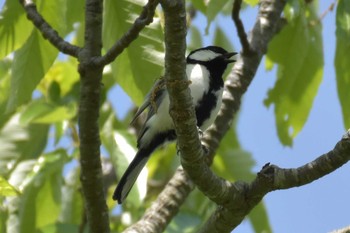 シジュウカラ 三木総合防災公園 2020年5月5日(火)