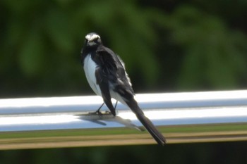 Japanese Wagtail 三木総合防災公園 Tue, 5/5/2020