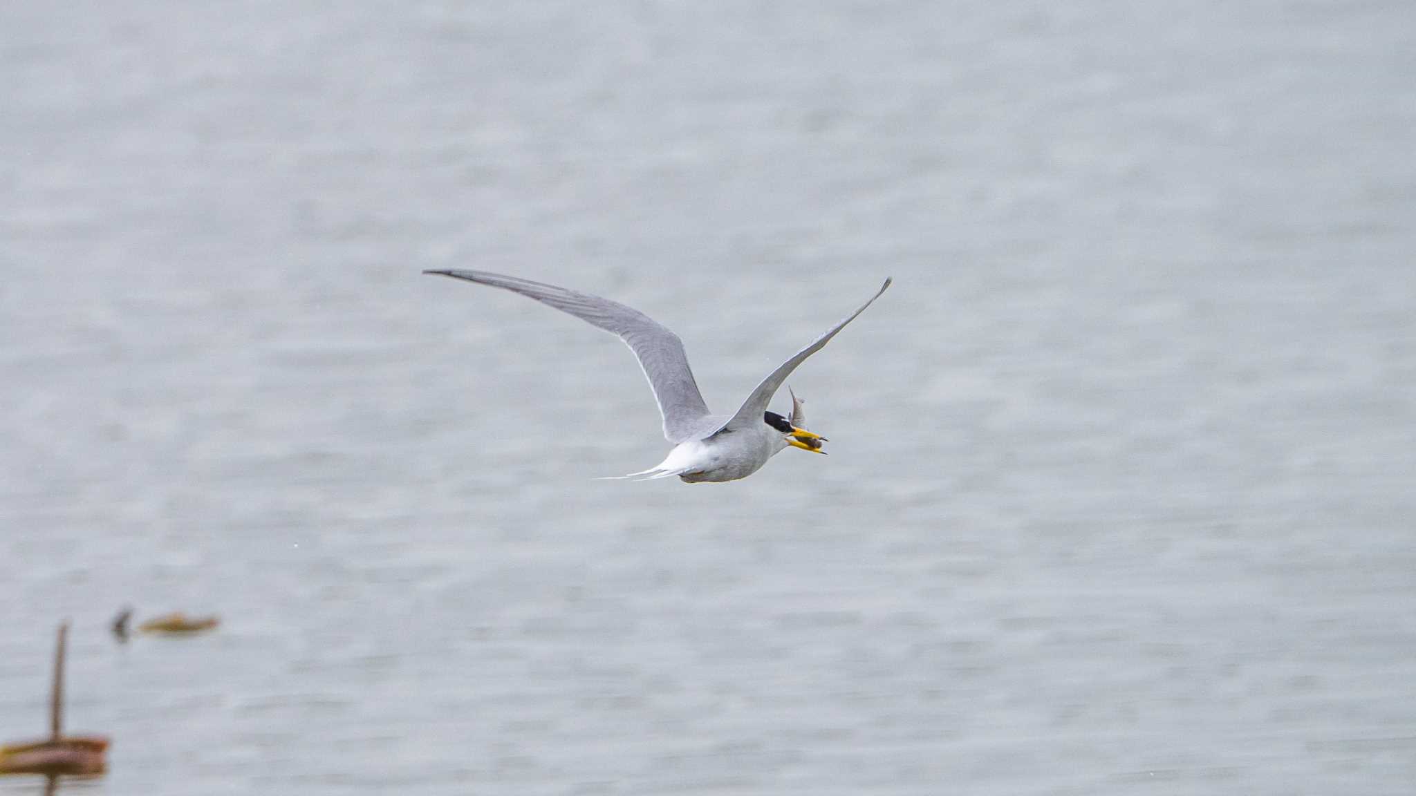 伊佐沼 コアジサシの写真 by Tosh@Bird