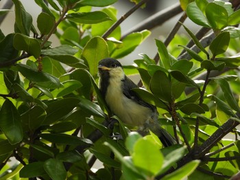 Japanese Tit つくばみらい市 Sun, 5/10/2020